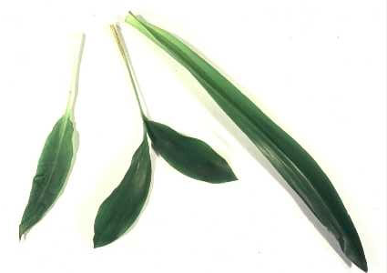 Bärlauch (links), Maiglöckchen(Mitte) und Herbstzeitlose (rechts) Bärlauch (links), Maiglöckchen(Mitte) und Herbstzeitlose (rechts)